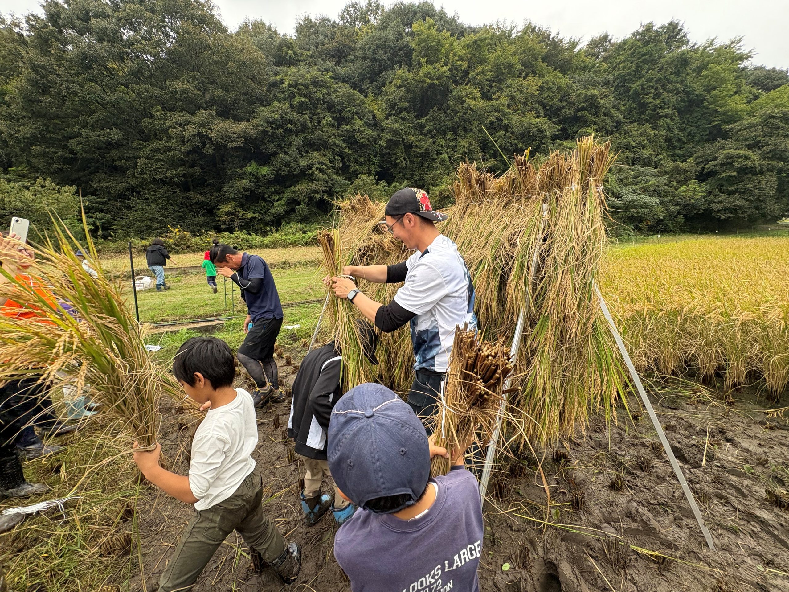 稲刈り農業体験開催のご報告